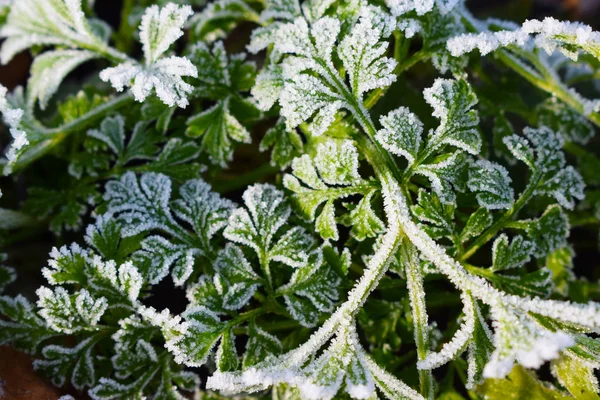 Frost on plants.Late autumn.