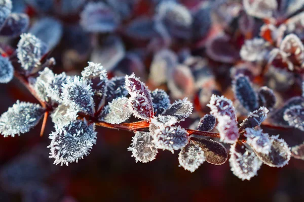 Kızamık Bahçede Çiçek Yatakta Frost Güzel Dal Stok Fotoğraf