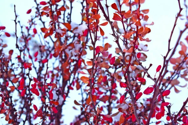 Bunte Berberitze Winter Auf Einem Beet Garten — Stockfoto