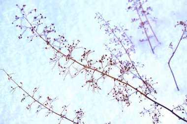 Bahçede bir çiçek yatağı üzerinde kar altında güzel dal.