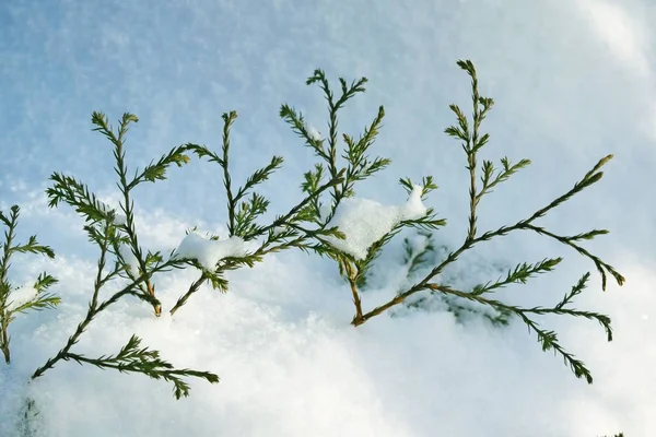 Miniaturowe Roślin Iglastych Zimą Kwiatowej Ogrodzie — Zdjęcie stockowe
