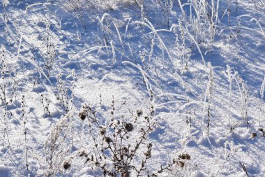 Frost'un bitkilerin dalları üzerinde. Kış meadows.