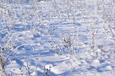 Frost'un bitkilerin dalları üzerinde. Kış meadows.