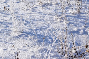 Frost'un bitkilerin dalları üzerinde. Kış meadows.