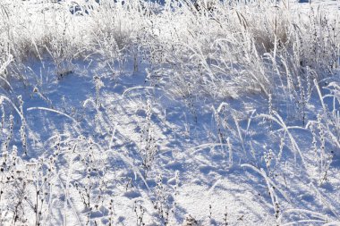 Frost'un bitkilerin dalları üzerinde. Kış meadows.