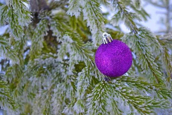 Beautiful Purple Ball Snow Covered Christmas Tree New Year Holiday — Stock Photo, Image