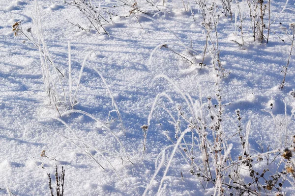 Frost Bitkilerin Dalları Üzerinde Kış Meadows — Stok fotoğraf