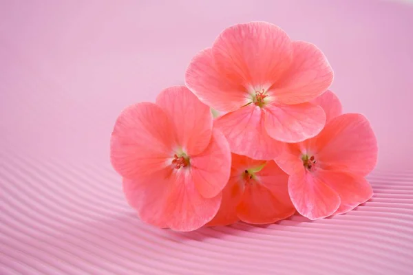 Beautiful pink geranium flower on pink background.