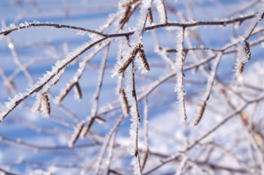 Kış mavi gökyüzü güzel ağaçlar.