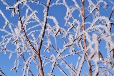 Kış mavi gökyüzü güzel ağaçlar.