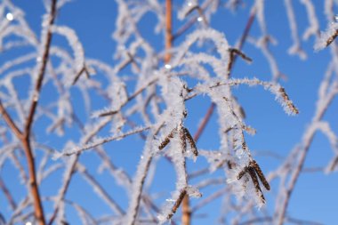 Kış mavi gökyüzü güzel ağaçlar.