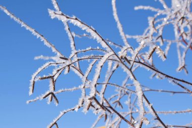 Kış mavi gökyüzü güzel ağaçlar.
