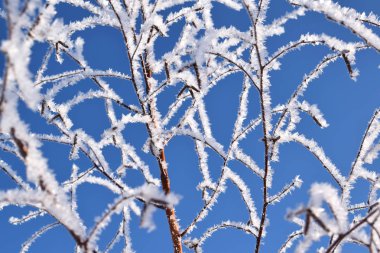 Kış mavi gökyüzü güzel ağaçlar.