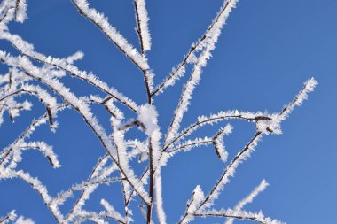 Kış mavi gökyüzü güzel ağaçlar.