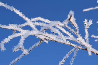 Kış mavi gökyüzü güzel ağaçlar.