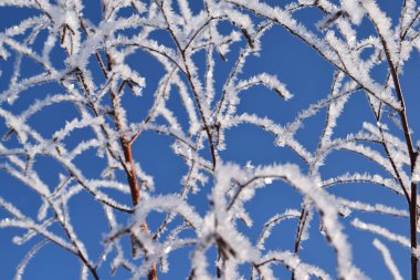 Kış mavi gökyüzü güzel ağaçlar.