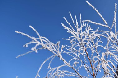 Kış mavi gökyüzü güzel ağaçlar.
