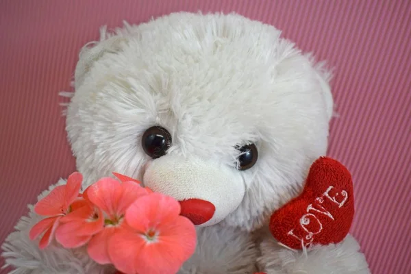 Alla Hjärtans Dag Fluffig Teddybjörn — Stockfoto