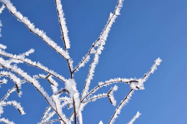 Kış mavi gökyüzü güzel ağaçlar.