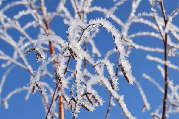 Kış mavi gökyüzü güzel ağaçlar.