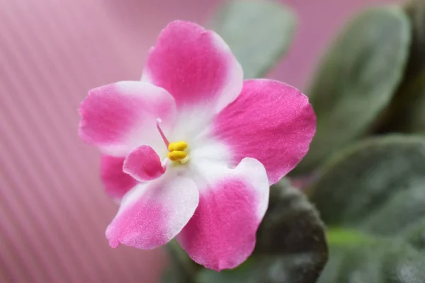 Pink violet on pink background.Flowering plant.