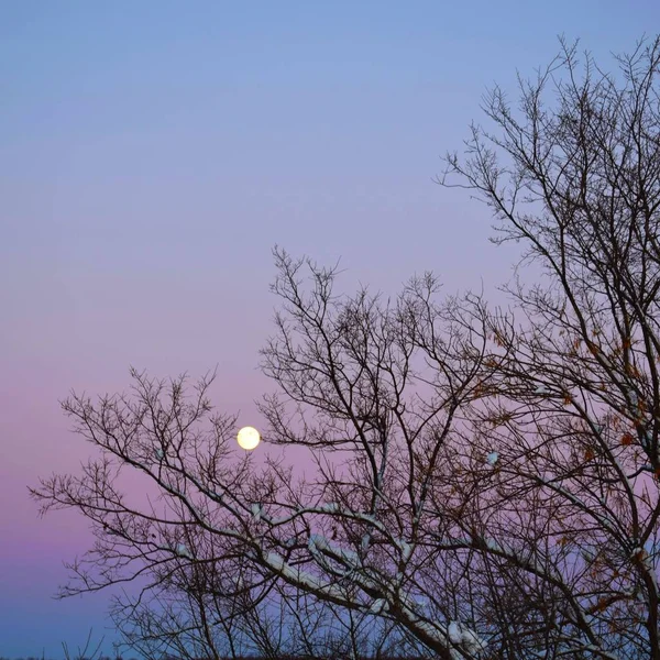 Volle Maan Prachtige Winterlandschap Ronde Maan Avondlucht — Stockfoto