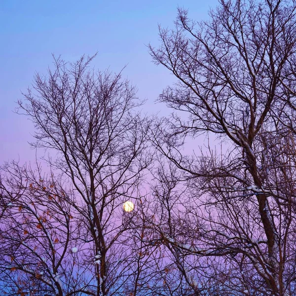 Volle Maan Prachtige Winterlandschap Ronde Maan Avondlucht — Stockfoto