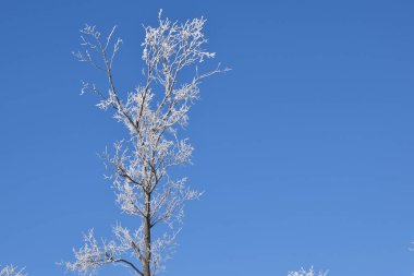 Mavi gökyüzü arka plan üzerinde beyaz karlı ağaçlar. Buz gibi güneşli gün.