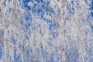Mavi gökyüzü arka plan üzerinde beyaz karlı ağaçlar. Buz gibi güneşli gün.
