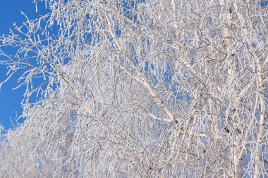 Mavi gökyüzü arka plan üzerinde beyaz karlı ağaçlar. Buz gibi güneşli gün.