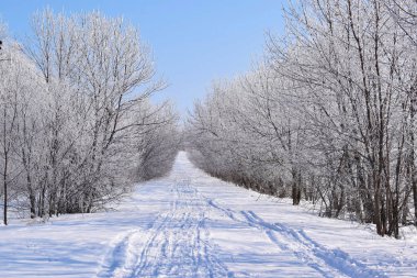 Güzel kış manzarası. Buz gibi güneşli gün. Doğal görünüm.