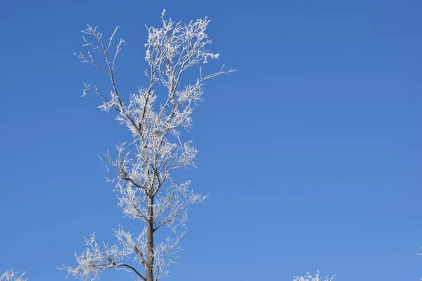 White Snowy Trees Blue Sky Background Frosty Sunny Day — Stock Photo, Image