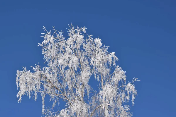 White Snowy Trees Blue Sky Background Frosty Sunny Day — Stock Photo, Image