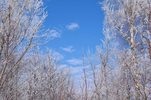 Árvores Brancas Nevadas Céu Azul Background Frosty Dia Ensolarado — Fotografia de Stock