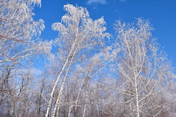 White Snowy Trees Blue Sky Background Frosty Sunny Day Royalty Free Stock Photos