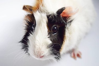 Üç renk kobay beyaz bir arka plan üzerinde oturur . 