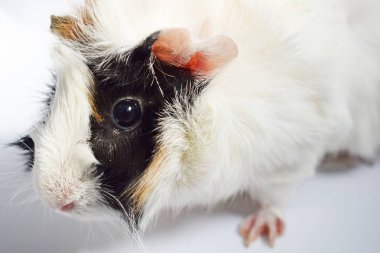 Üç renk kobay beyaz bir arka plan üzerinde oturur . 
