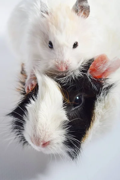 Drie Kleuren Guinea Pig White Syrische Hamster Witte Achtergrond — Stockfoto