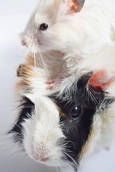 Drie Kleuren Guinea Pig White Syrische Hamster Witte Achtergrond — Stockfoto