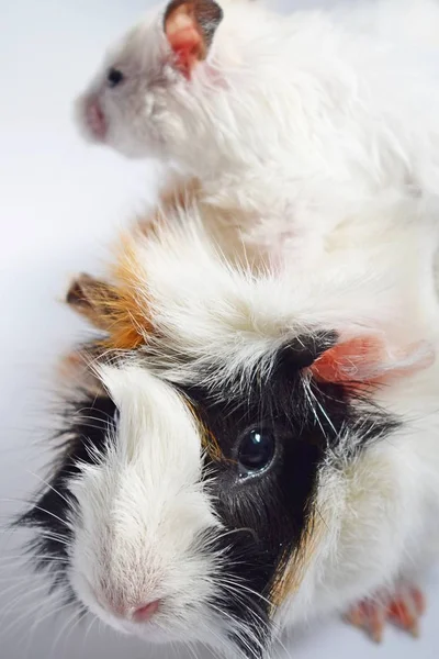 Drie Kleuren Guinea Pig White Syrische Hamster Witte Achtergrond — Stockfoto