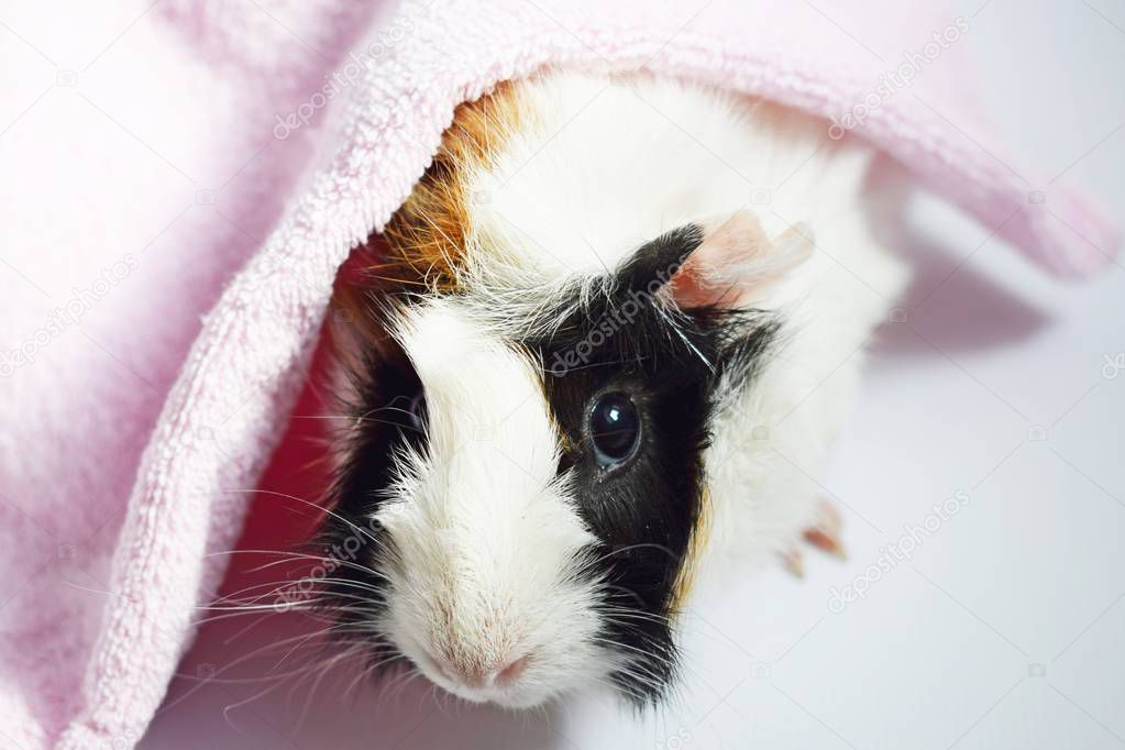 Three colors Guinea pig and towel on white background.