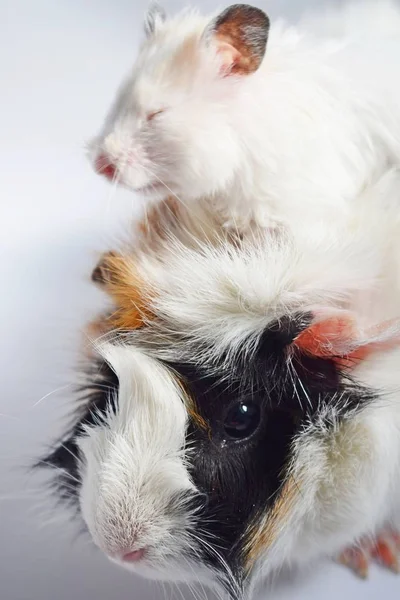 Drie Kleuren Guinea Pig White Syrische Hamster Witte Achtergrond — Stockfoto