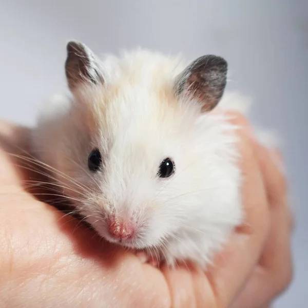 Weißer Syrischer Hamster Auf Seinem Arm — Stockfoto