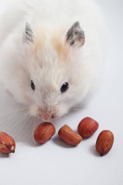 Beyaz arka plan üzerinde beyaz Suriye hamster.
