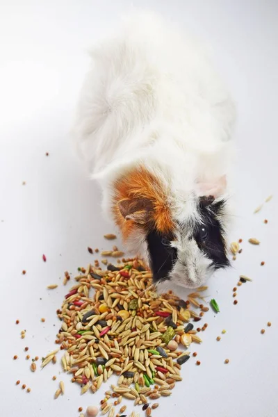 Drie Kleur Cavia Zit Een Witte Achtergrond — Stockfoto