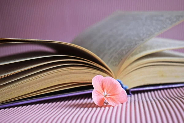 Books and pink flower on pink background.