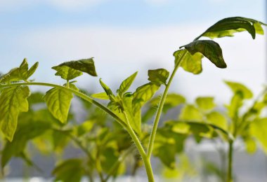 Sabah gökyüzüne karşı genç domates bitkileri.