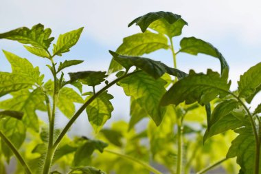 Sabah gökyüzüne karşı genç domates bitkileri.