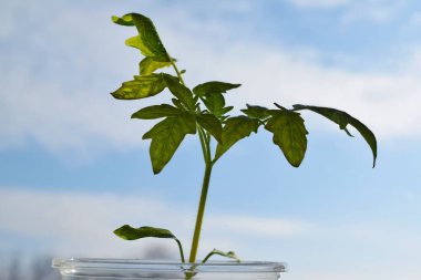 Sabah gökyüzüne karşı genç domates bitkileri.