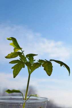 Sabah gökyüzüne karşı genç domates bitkileri.